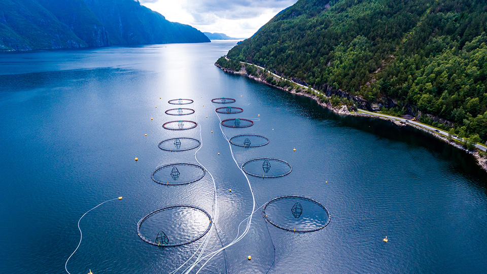 aquaculture